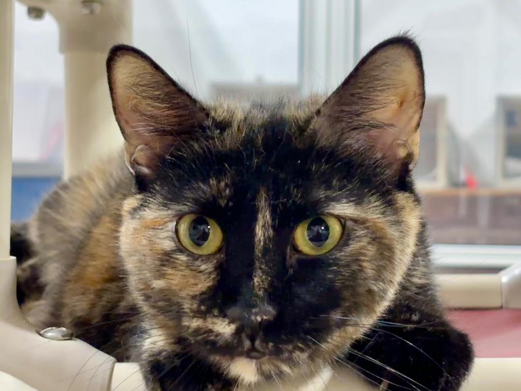 Carmella, Adoptable, Young Female Domestic Short Hair & Dilute Tortoiseshell.