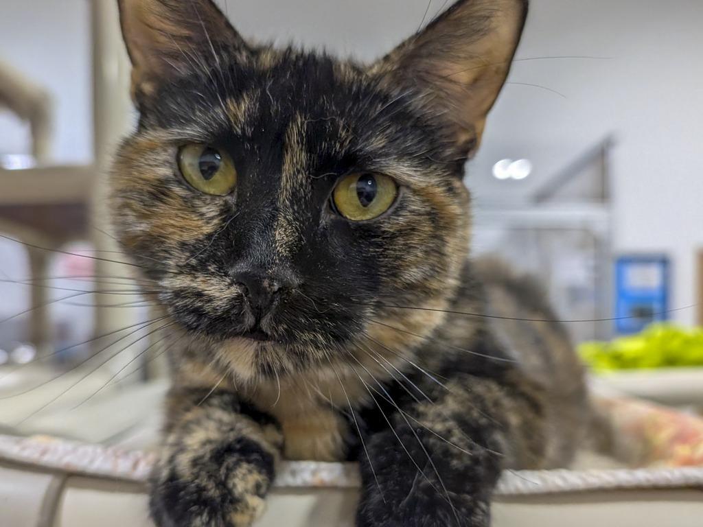 Enlarge Carmella, a Adoptable mixed breed in Powell, OH image 2/3