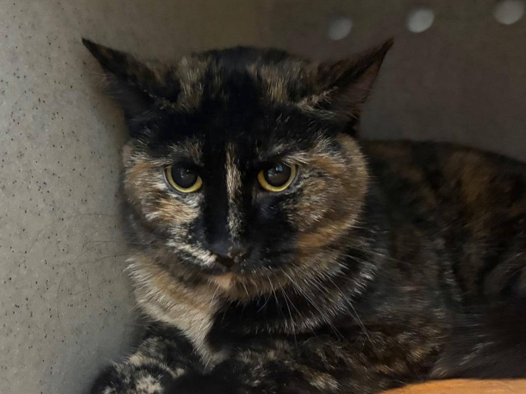 Enlarge Carmella, a Adoptable mixed breed in Powell, OH image 1/1