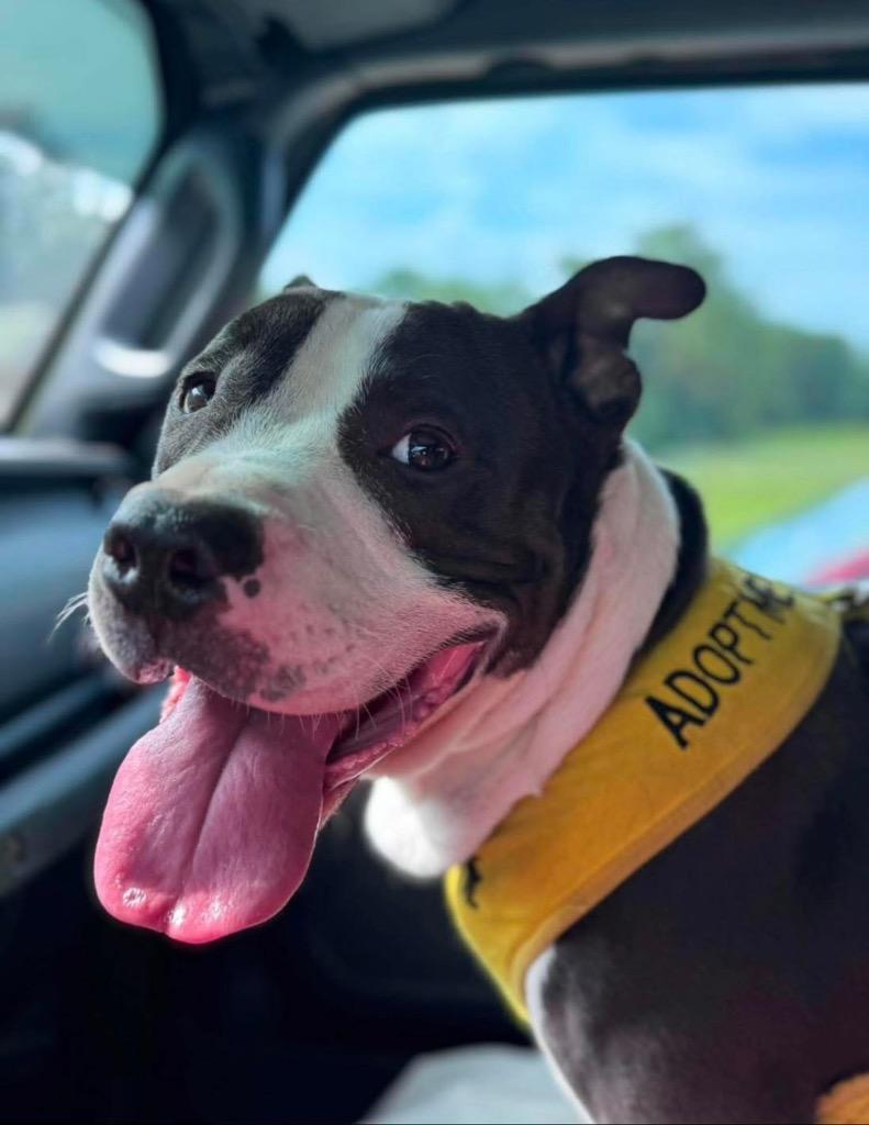 BJ, Adoptable, Young Male Pit Bull Terrier.