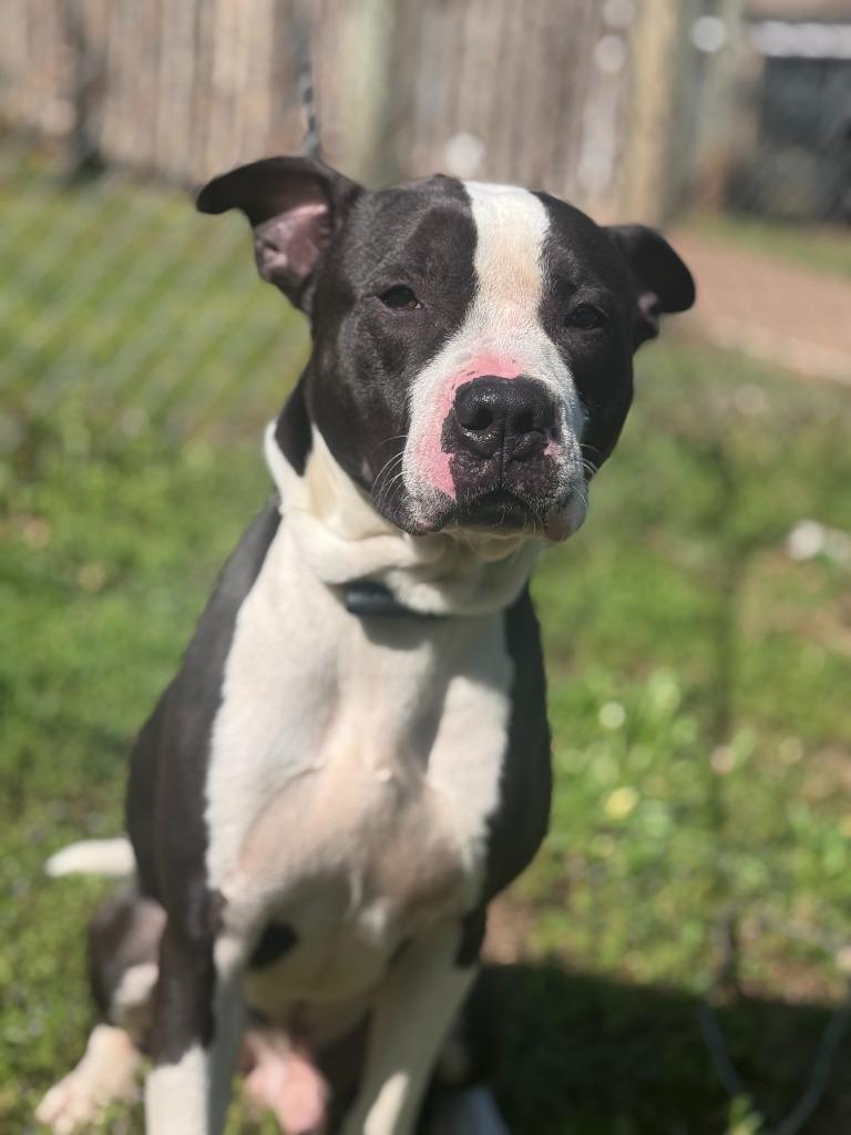 Enlarge BJ, a Adoptable Pit Bull Terrier in Russellville, KY image 2/5