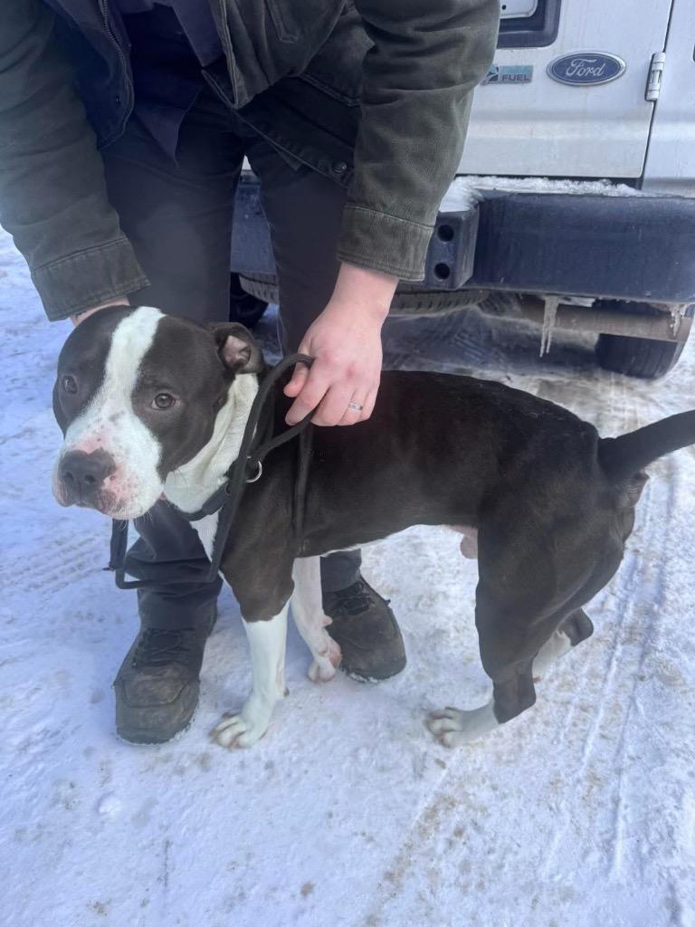 BJ, Adoptable, Young Male Pit Bull Terrier.