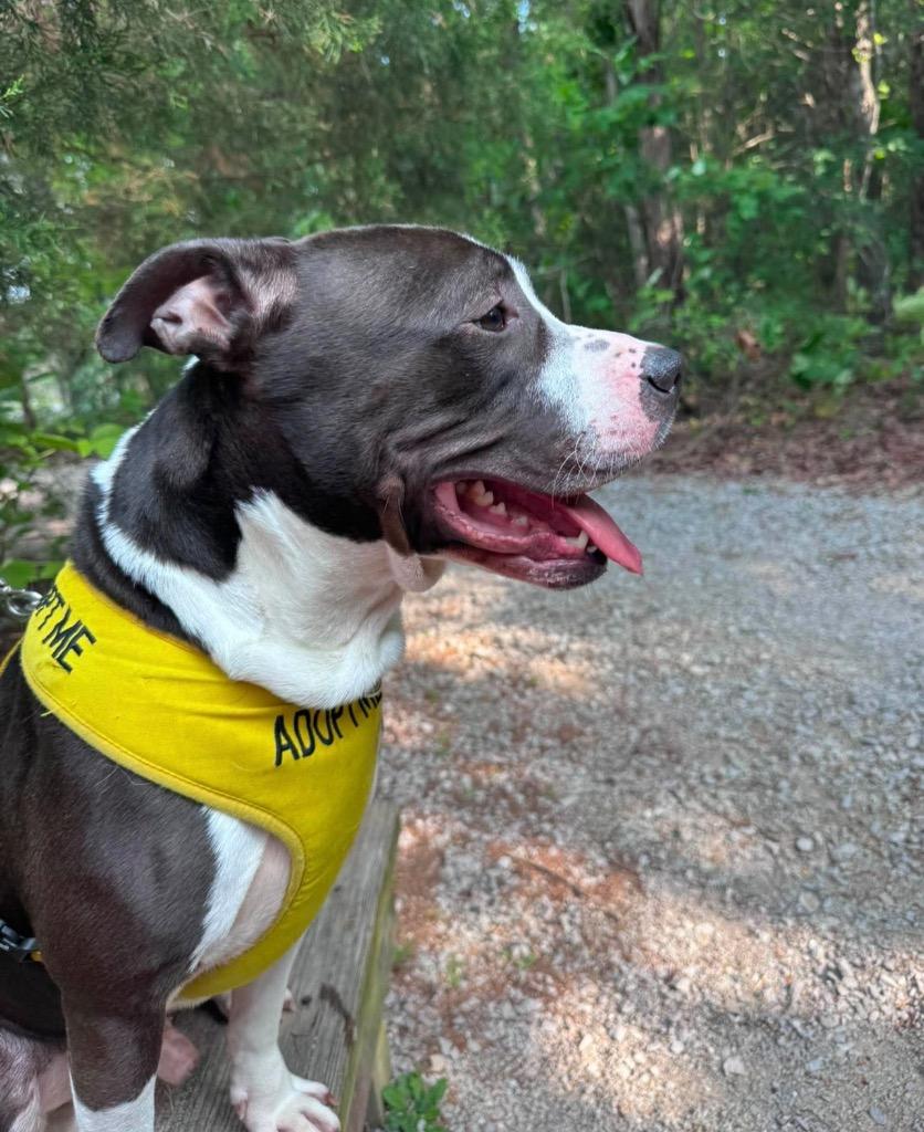 Enlarge BJ, a Adoptable Pit Bull Terrier in Russellville, KY image 3/5