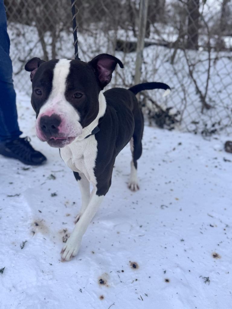 Enlarge BJ, a Adoptable Pit Bull Terrier in Russellville, KY image 2/2