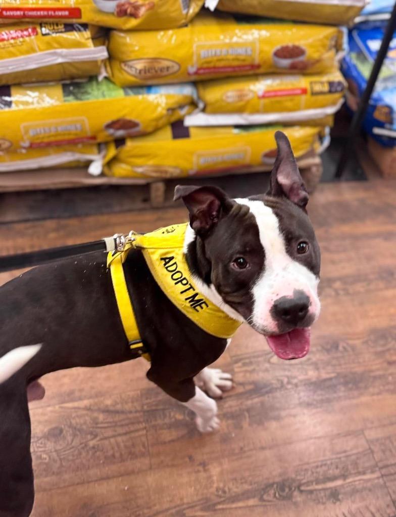 Enlarge BJ, a Adoptable Pit Bull Terrier in Russellville, KY image 4/5