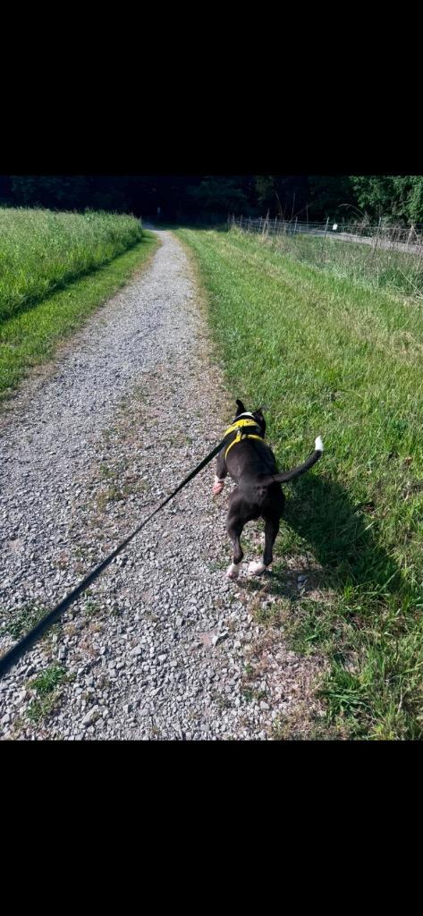 Enlarge BJ, a Adoptable Pit Bull Terrier in Russellville, KY image 5/5