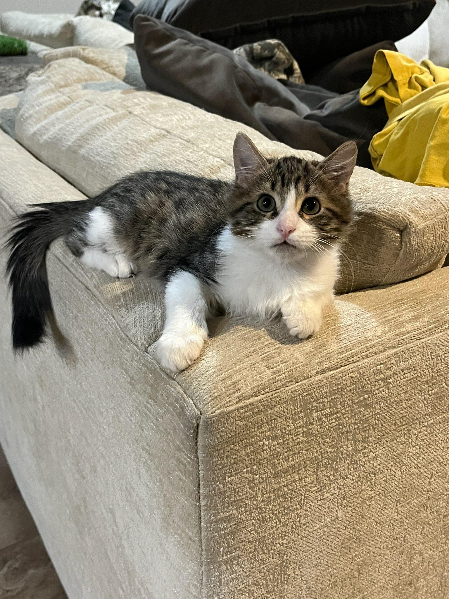Luke Skywalker, Adopted, Young Male Domestic Medium Hair.