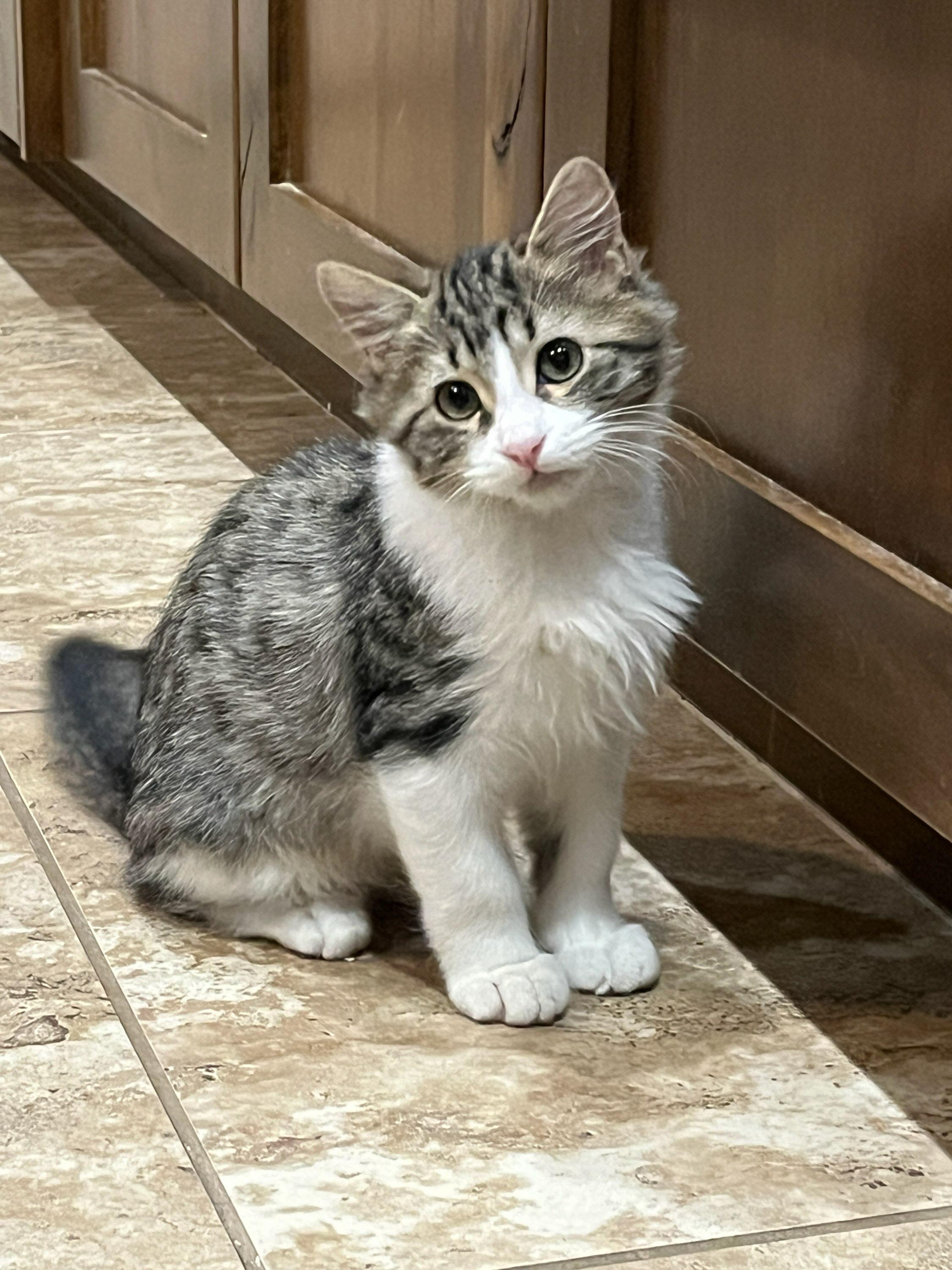 Luke Skywalker, a Adopted mixed breed in Phoenix , AZ image 3/4