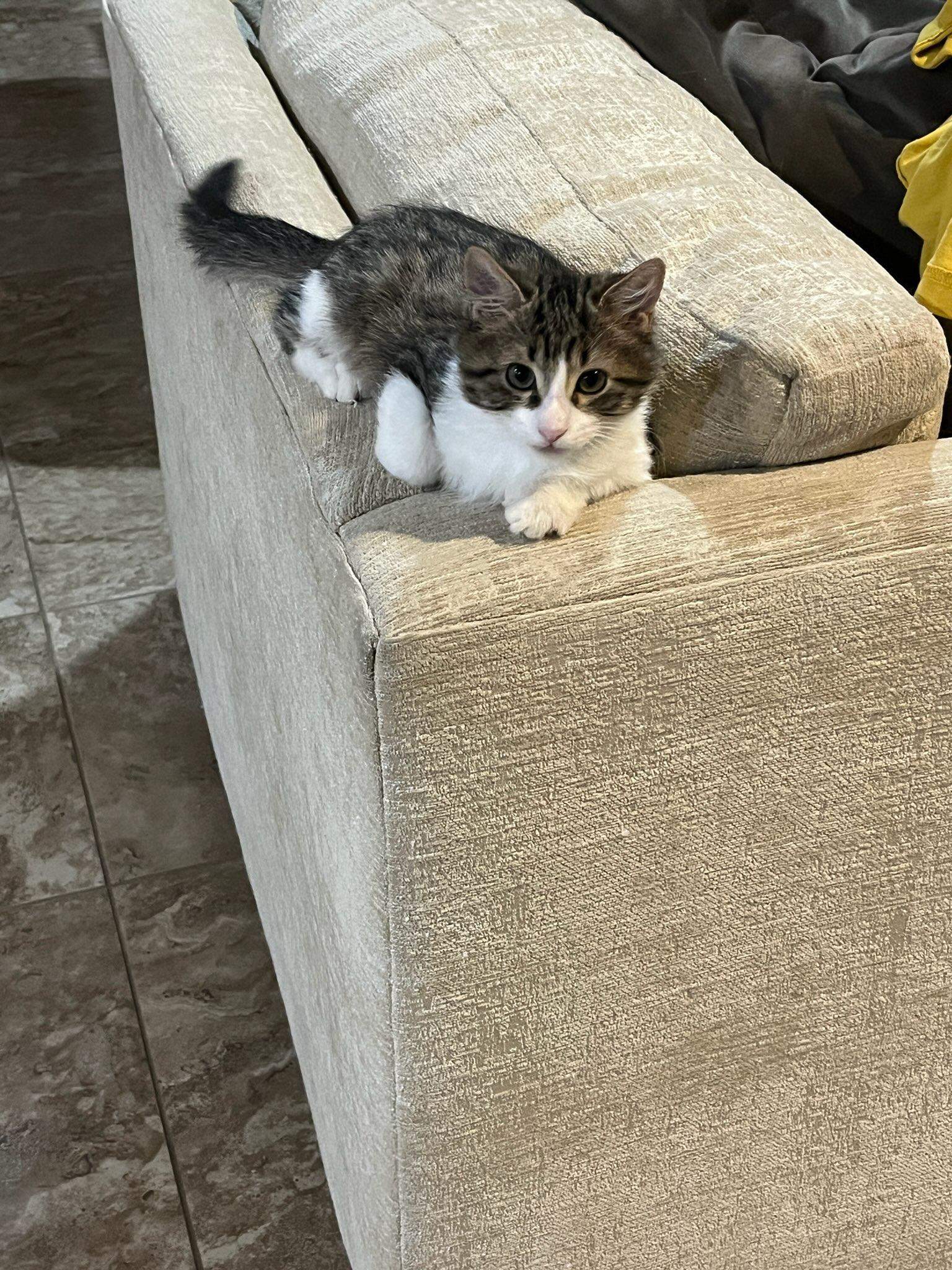 Luke Skywalker, a Adopted mixed breed in Phoenix , AZ image 4/4