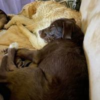 Enlarge Ellie, a ADOPTABLE mixed breed in Albany, NY image 3/3