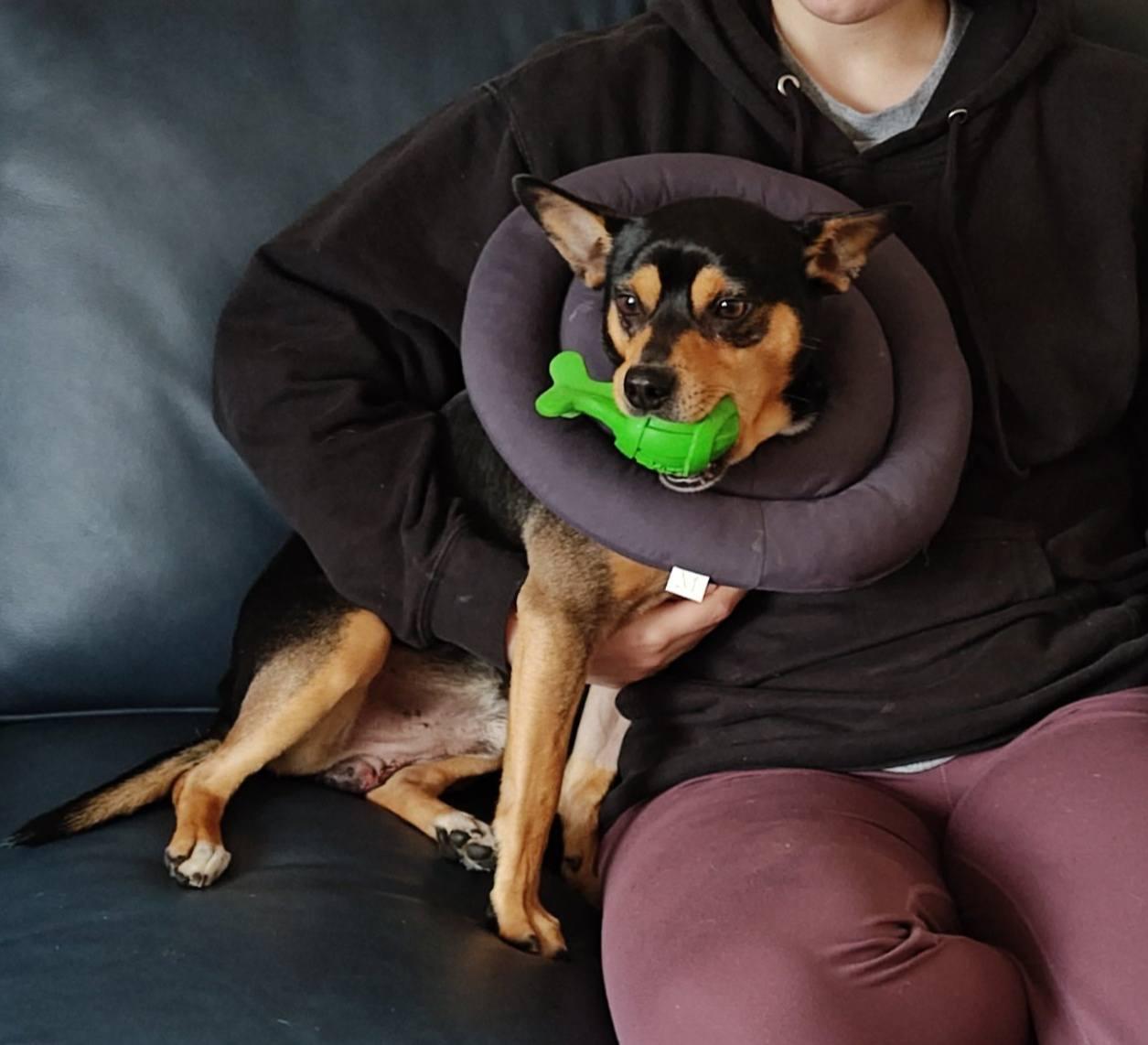 Enlarge Ellie, a ADOPTABLE mixed breed in Albany, NY image 1/3