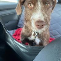 Enlarge Ellie, a ADOPTABLE mixed breed in Albany, NY image 2/3