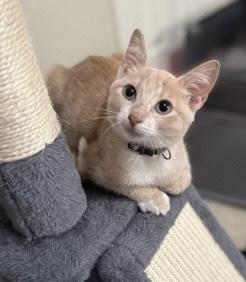 Peach - Kuykendahl Petsmart