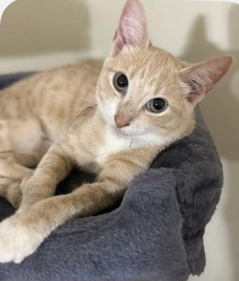 Peach - Kuykendahl Petsmart — thumbnail 2