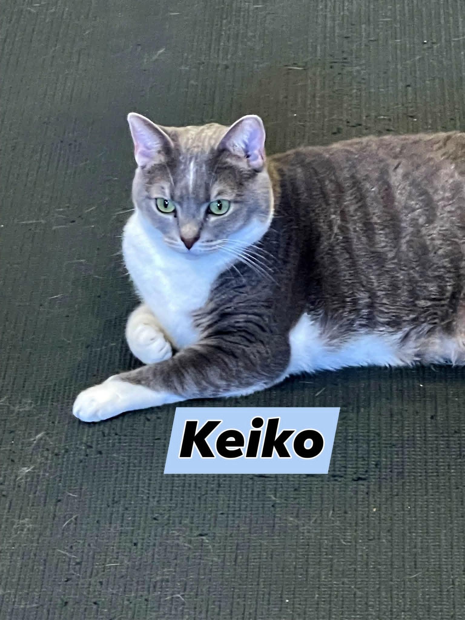 KEIKO, ADOPTABLE, Adult Female Domestic Short Hair.