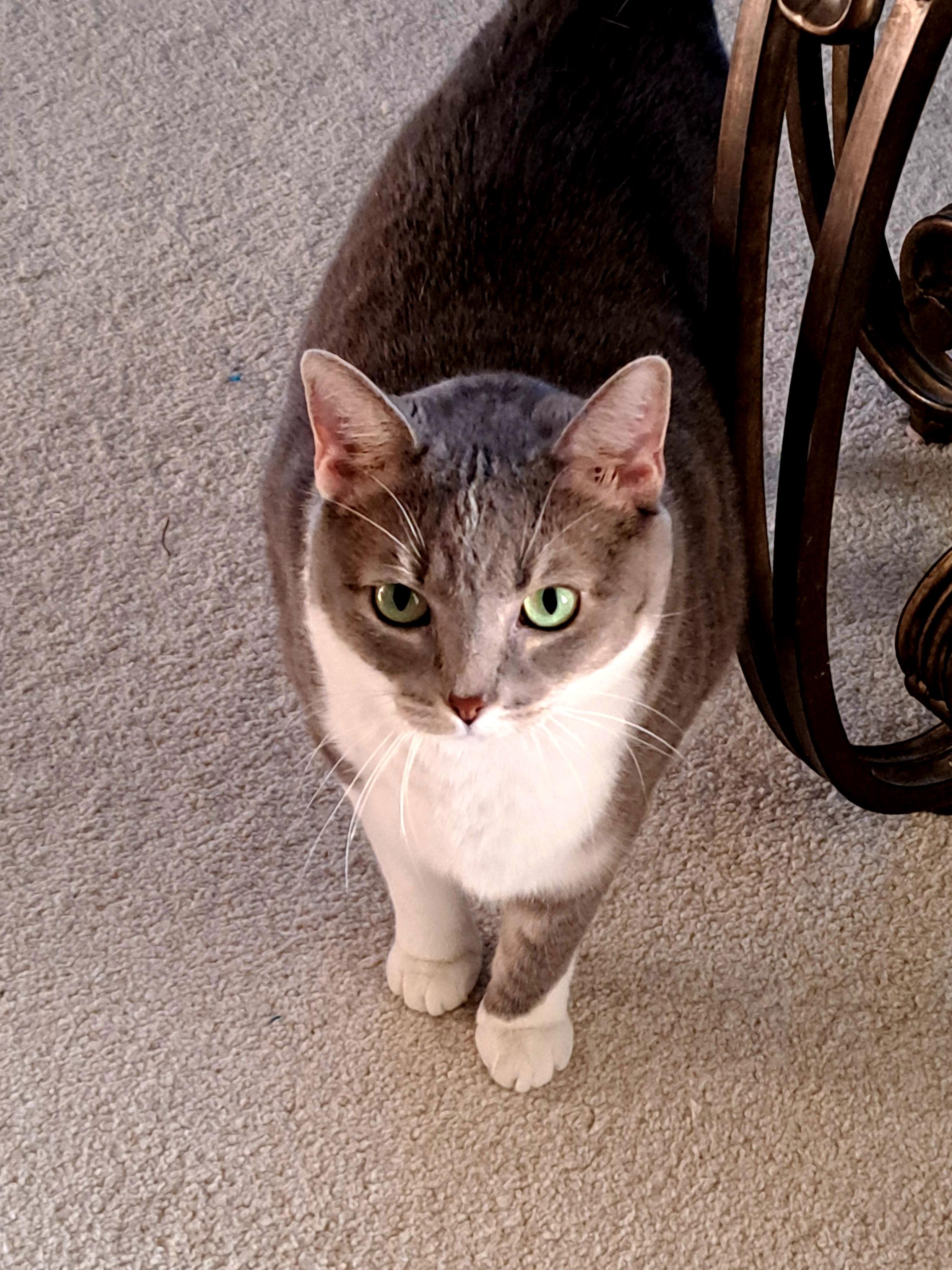 KEIKO, a ADOPTABLE Domestic Short Hair in Wilmington, NC image 5/5