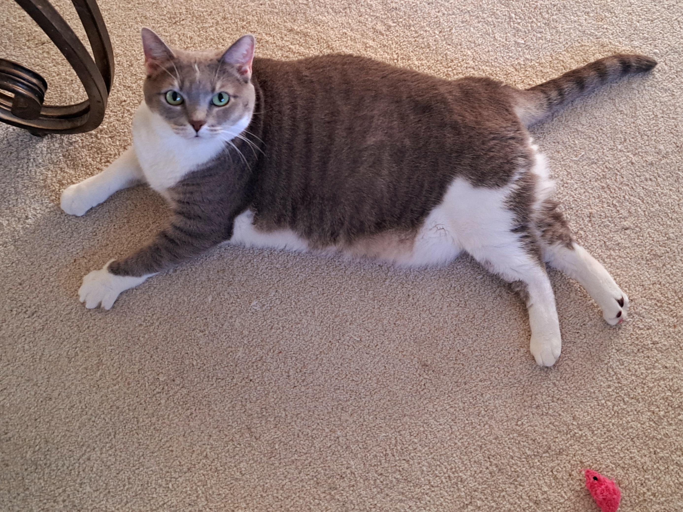 KEIKO, a ADOPTABLE Domestic Short Hair in Wilmington, NC image 3/5