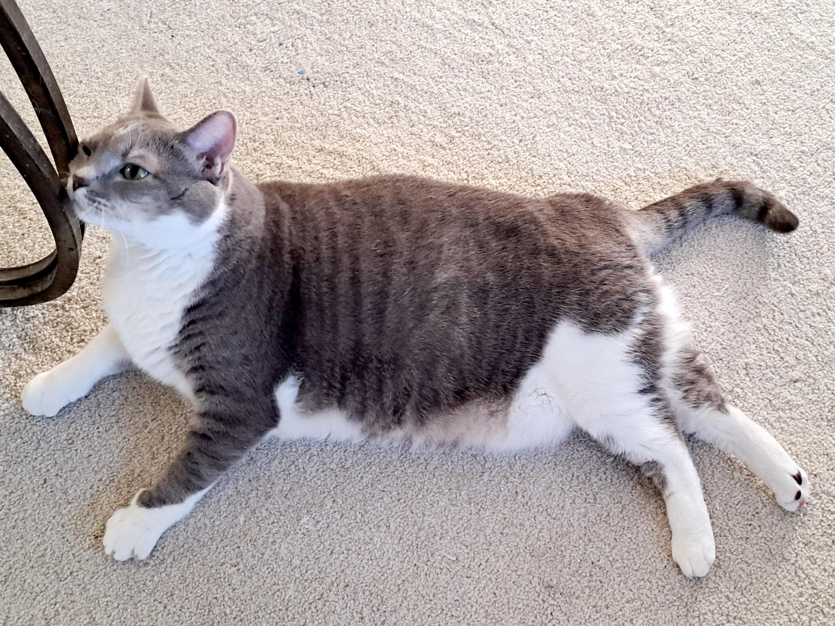 KEIKO, a ADOPTABLE Domestic Short Hair in Wilmington, NC image 4/5