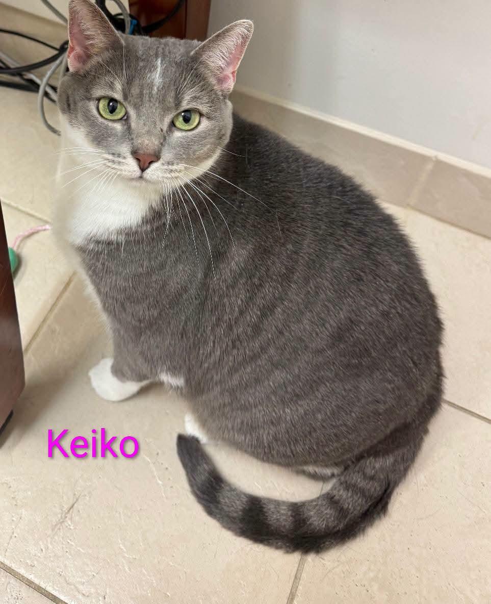 KEIKO, Adoptable, Adult Female Domestic Short Hair.