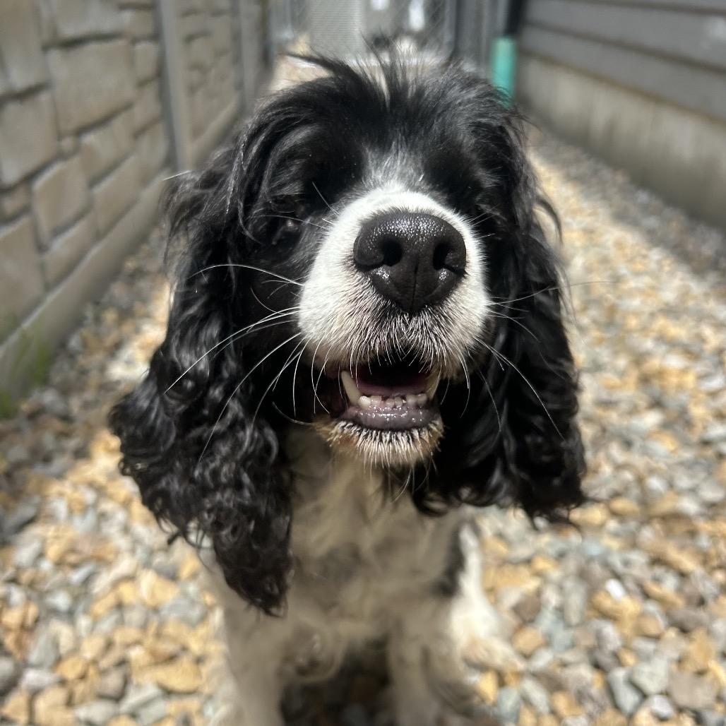 Shirley, Adoptable, Adult Female Cocker Spaniel.