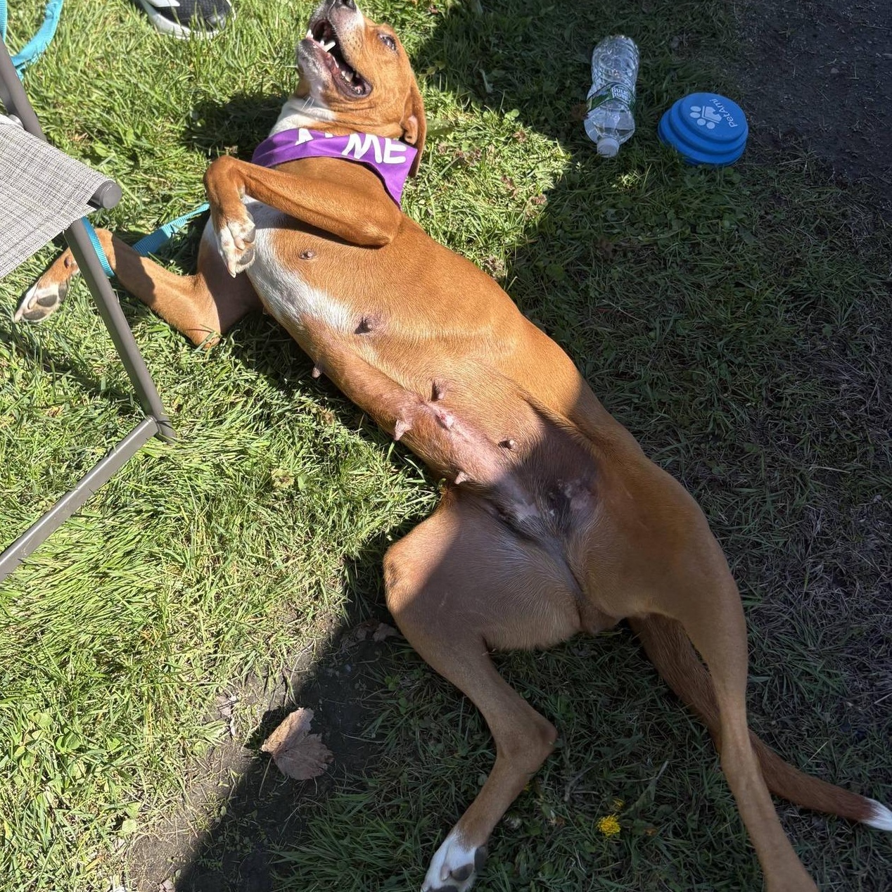 Sally, a ADOPTABLE mixed breed in Plainfield, NH image 3/3