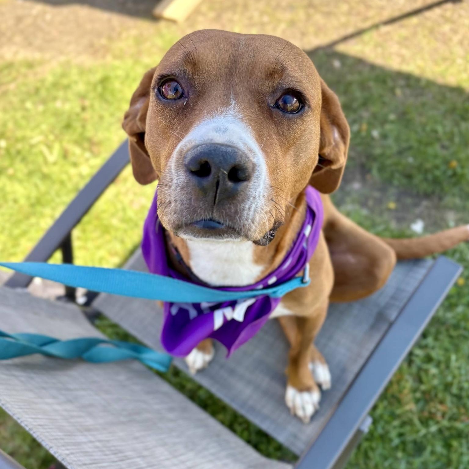 Sally, ADOPTABLE, Adult Female Hound.