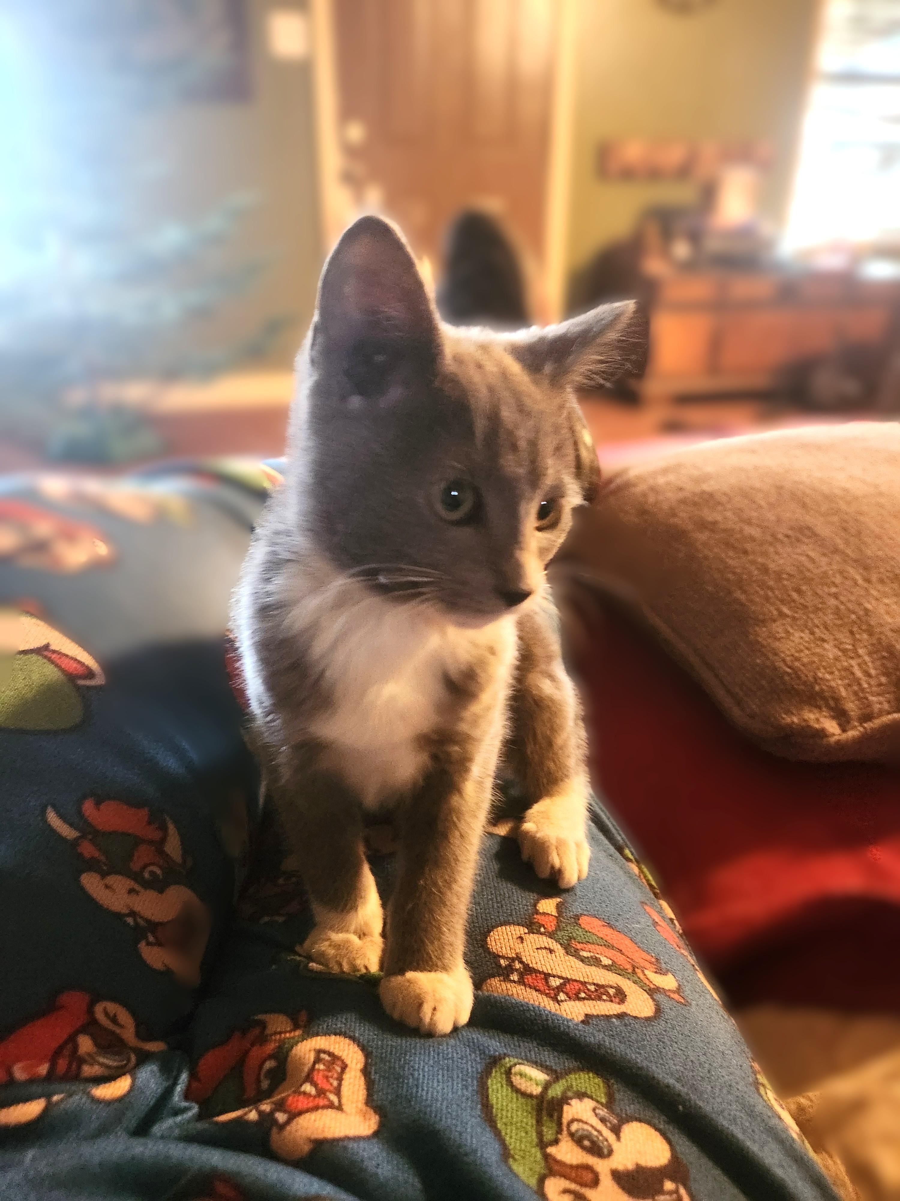 Phoebe, Adoptable, Kitten Female Domestic Short Hair.