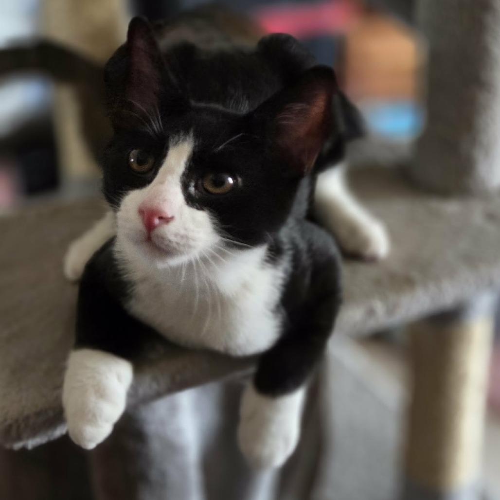 Waffles, Adoptable, Young Male Domestic Short Hair.