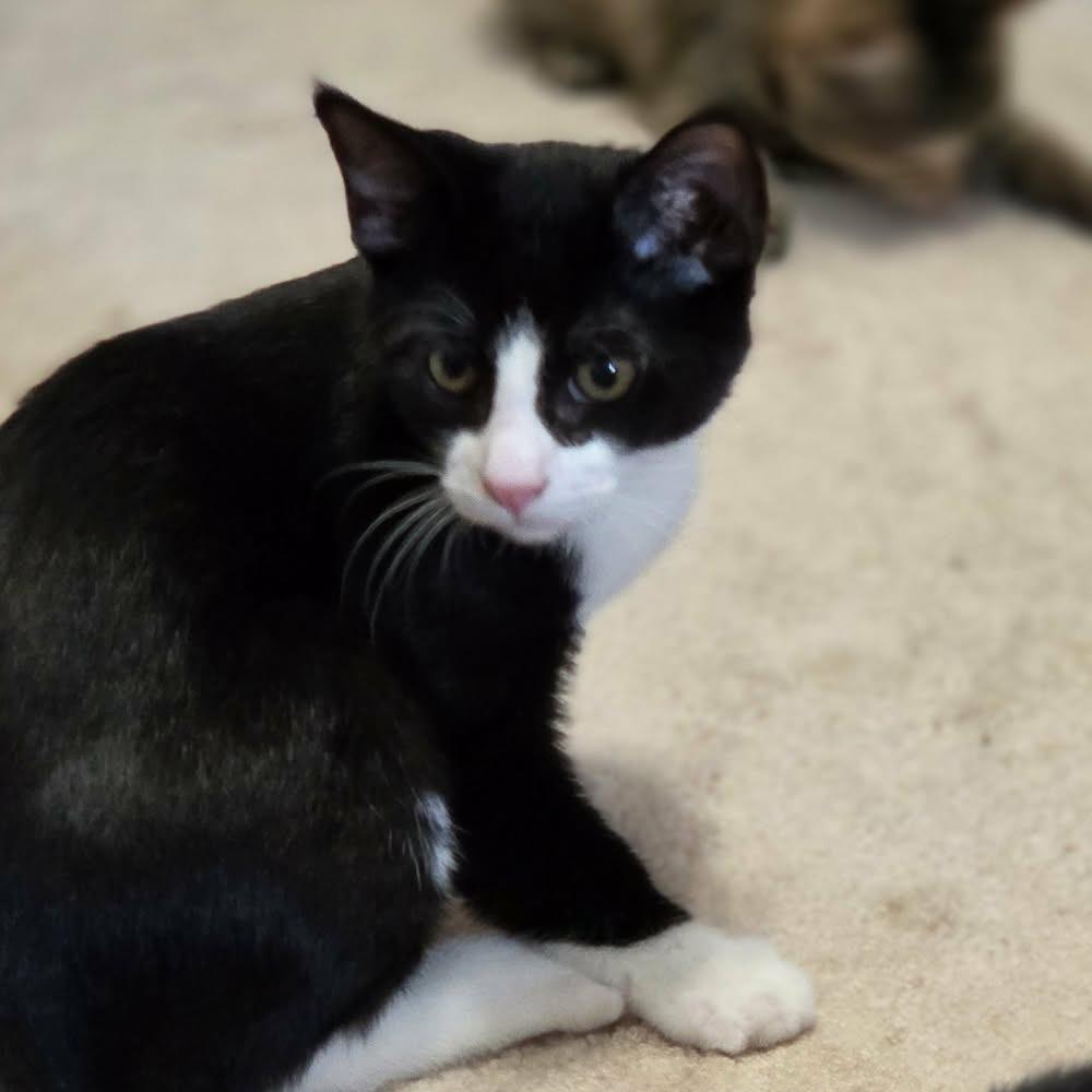 Enlarge Waffles, a Adoptable Domestic Short Hair in Philadelphia, PA image 2/4