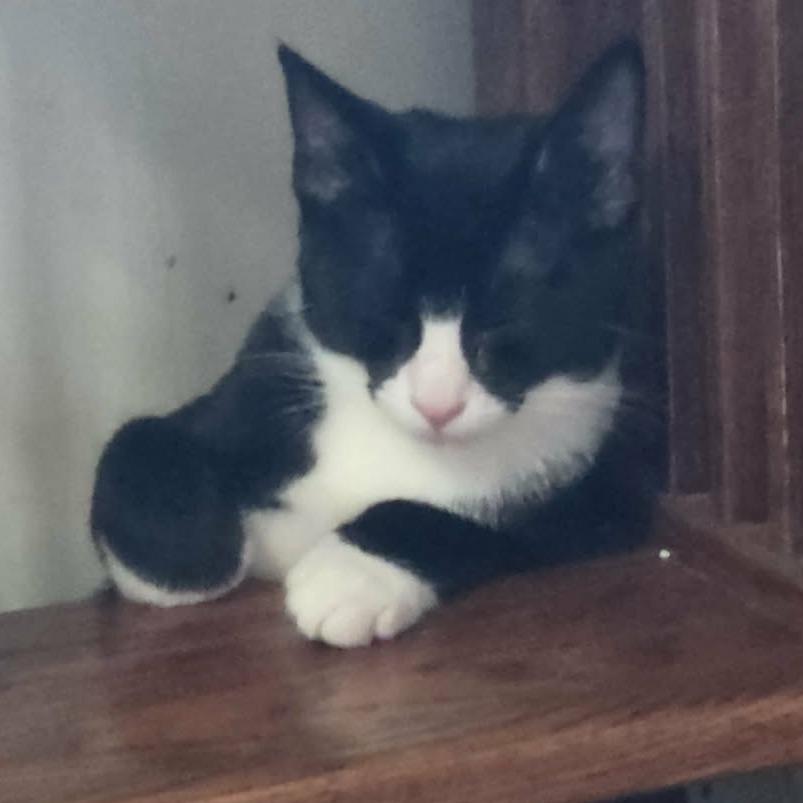 Enlarge Waffles, a Adoptable Domestic Short Hair in Philadelphia, PA image 3/4
