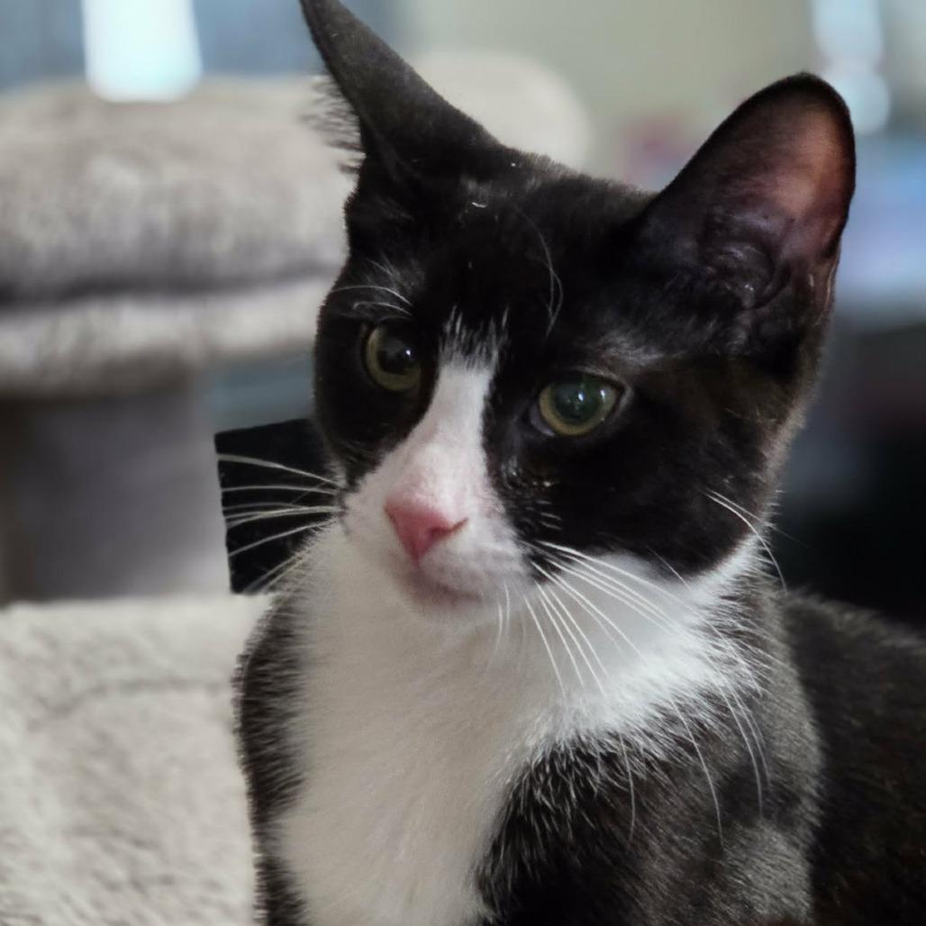 Enlarge Waffles, a Adoptable Domestic Short Hair in Philadelphia, PA image 4/4