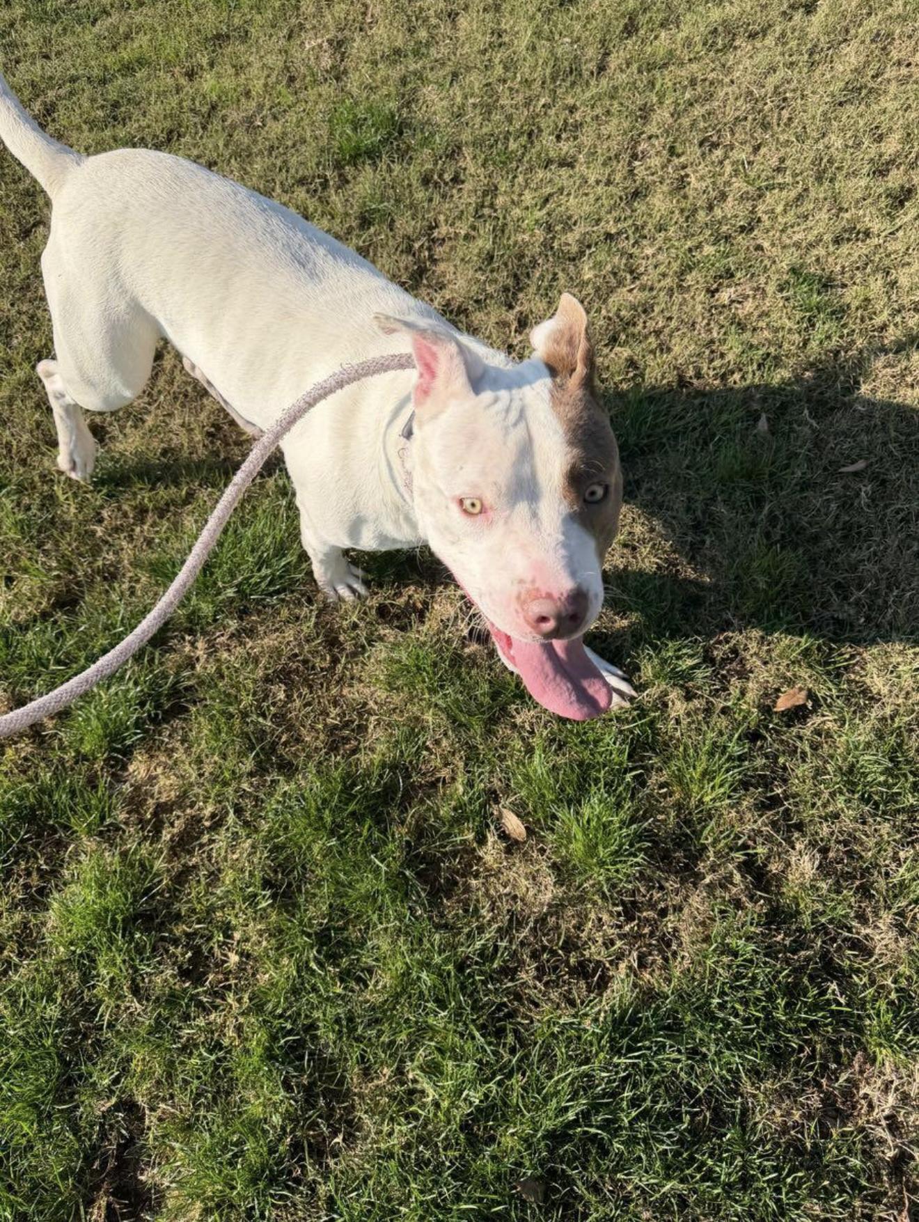 Meatloaf, a Adoptable Pit Bull Terrier in Clovis, CA image 2/3