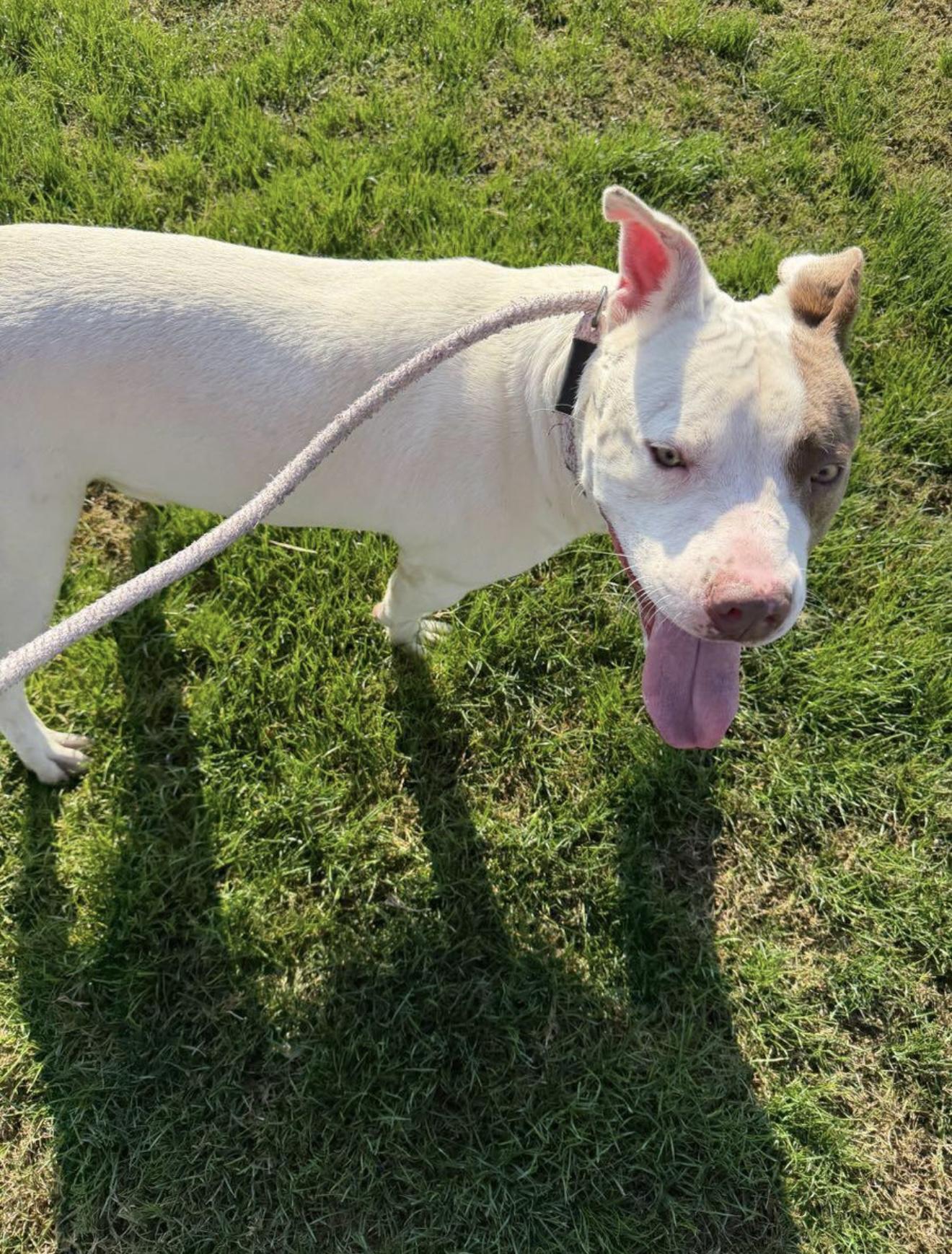 Meatloaf, a Adoptable Pit Bull Terrier in Clovis, CA image 3/3
