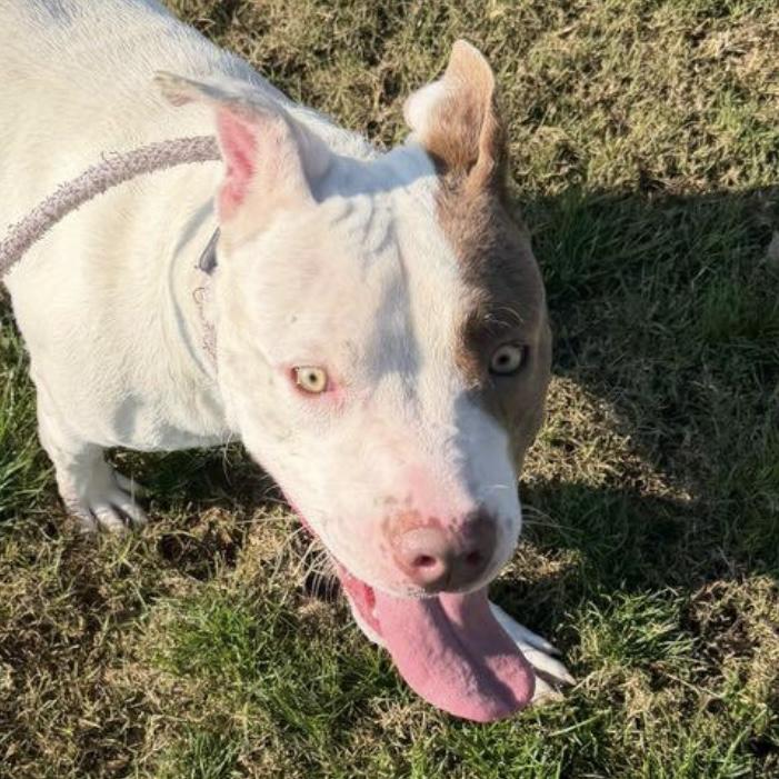 Meatloaf, a Adoptable Pit Bull Terrier in Clovis, CA image 1/3