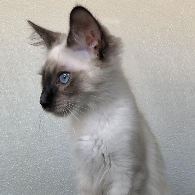 Enlarge Sampson, an adopted Domestic Short Hair in Lodi, CA image 3/3
