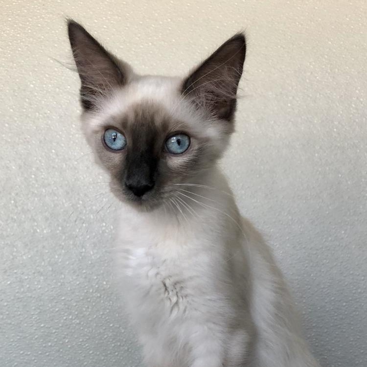 Enlarge Sampson, an adopted Domestic Short Hair in Lodi, CA image 1/3