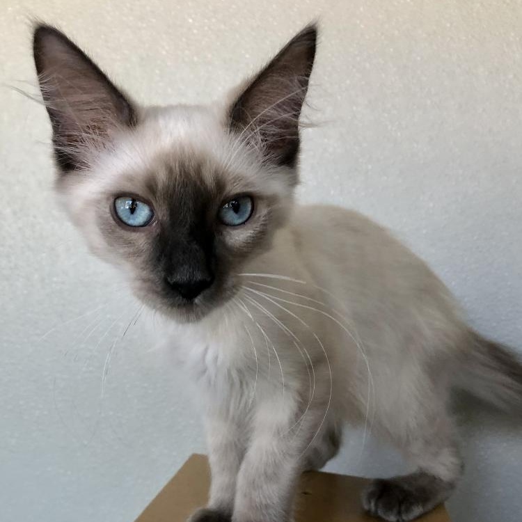 Enlarge Sampson, an adopted Domestic Short Hair in Lodi, CA image 2/3