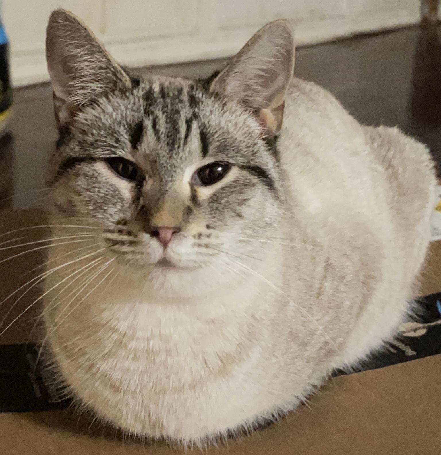 Daisy, adopted, Adult Female Siamese.