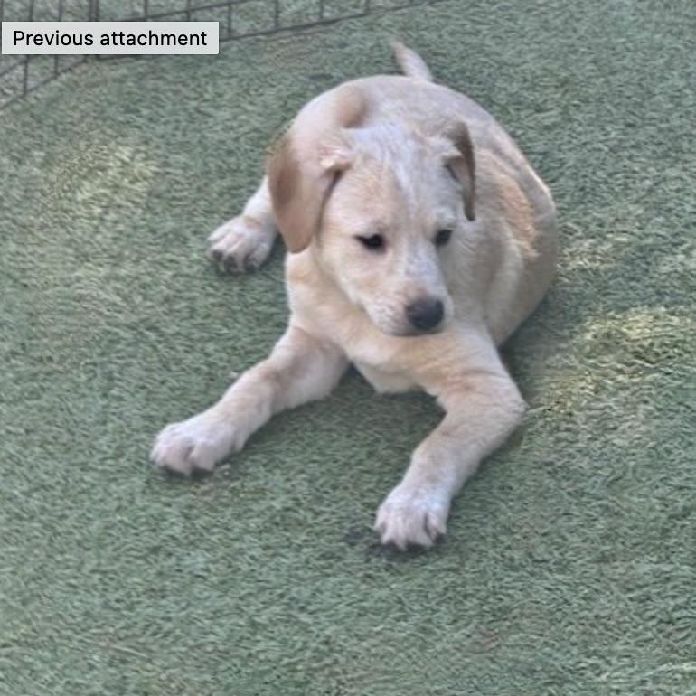 Enlarge Sugarplum, an adopted mixed breed in wytheville, VA image 2/6