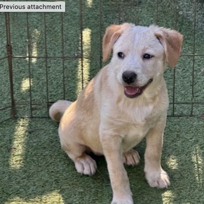 Enlarge Sugarplum, an adopted mixed breed in wytheville, VA image 4/6