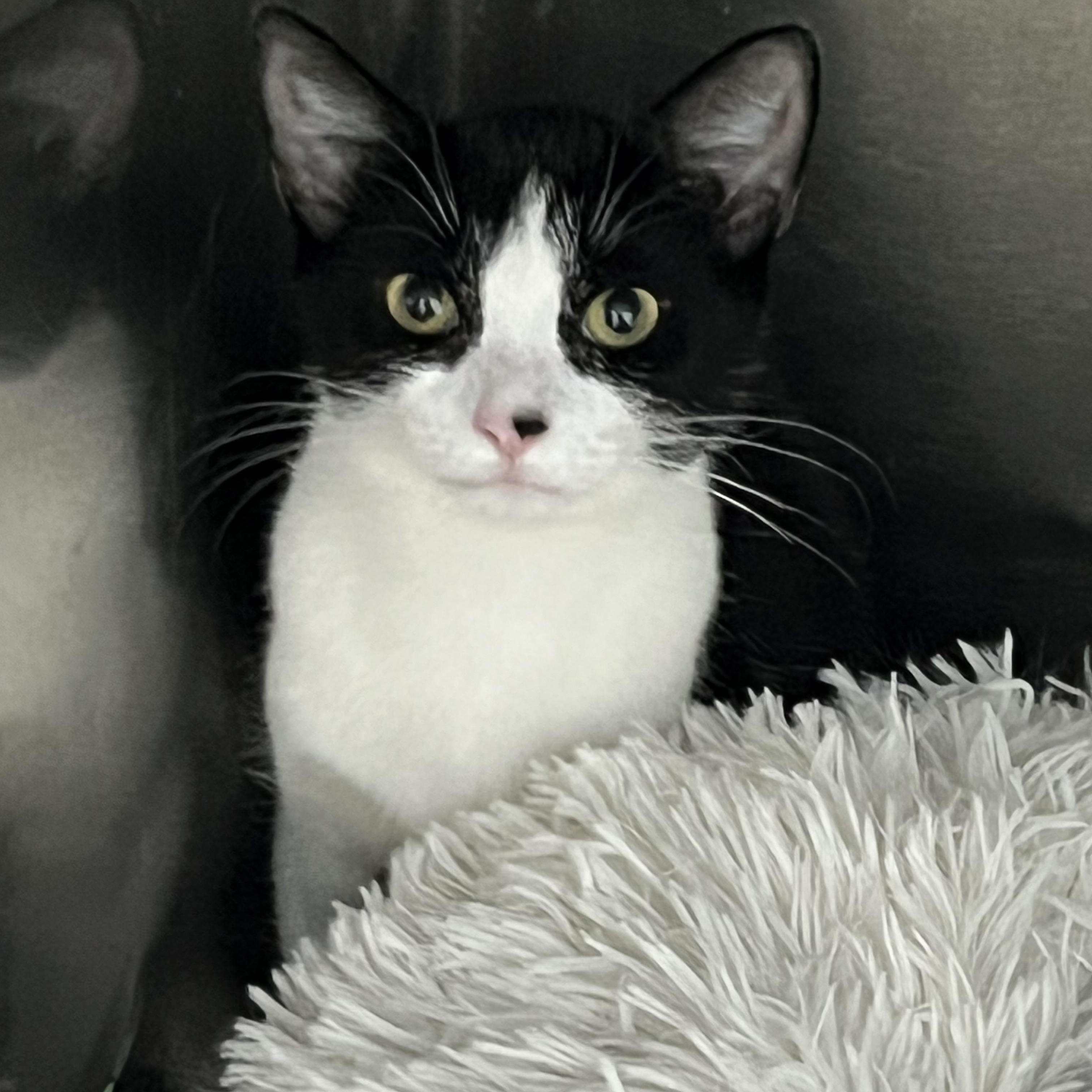 Bean, ADOPTABLE, Young Female Tabby.