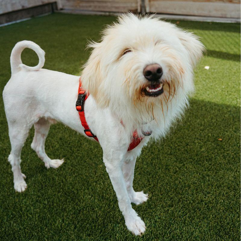 Enlarge Bramble, a ADOPTABLE mixed breed in Jackson, WY image 5/6