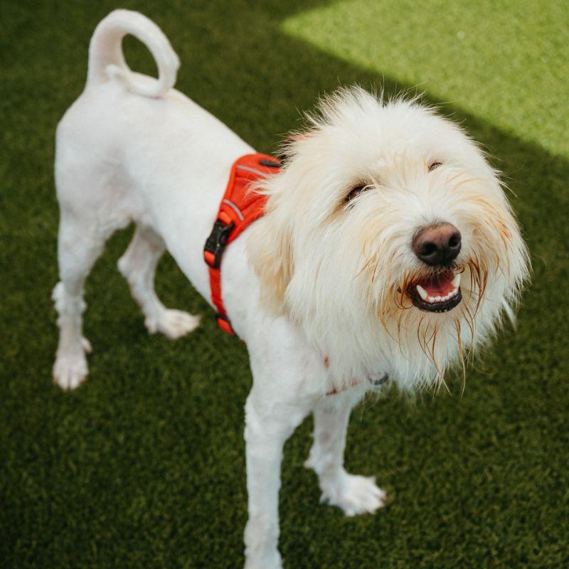 Enlarge Bramble, a ADOPTABLE mixed breed in Jackson, WY image 6/6