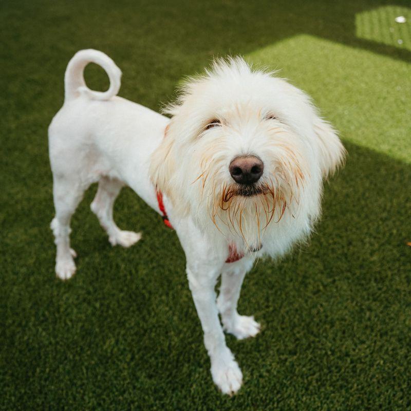 Enlarge Bramble, a ADOPTABLE mixed breed in Jackson, WY image 3/6