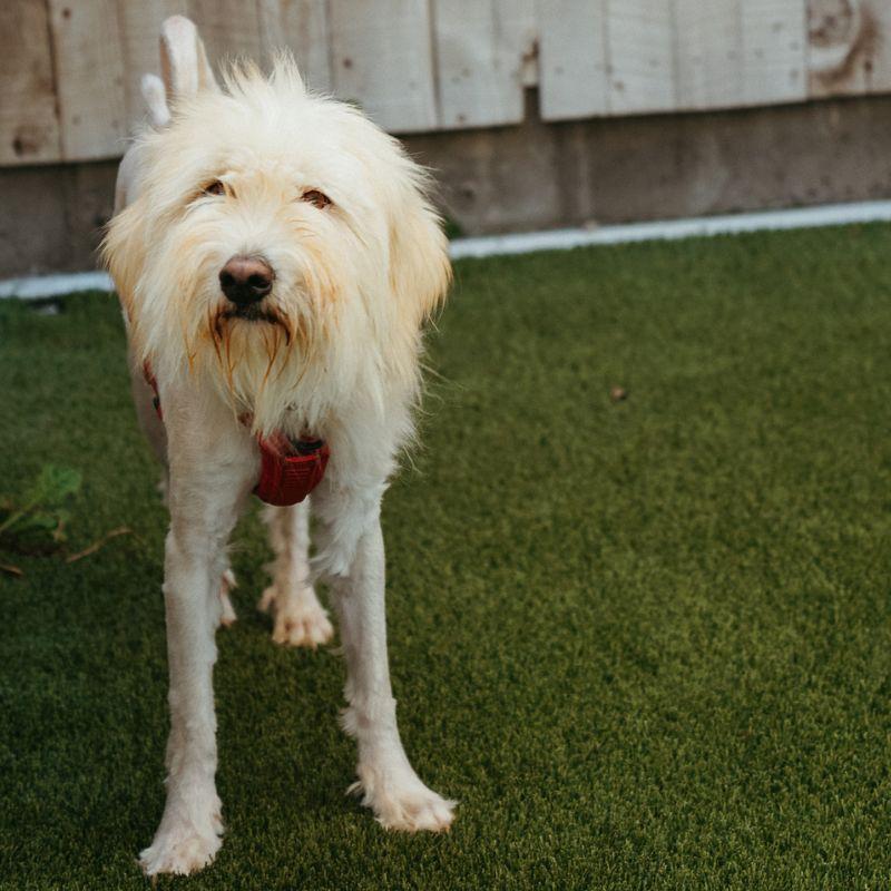 Enlarge Bramble, a ADOPTABLE mixed breed in Jackson, WY image 1/6