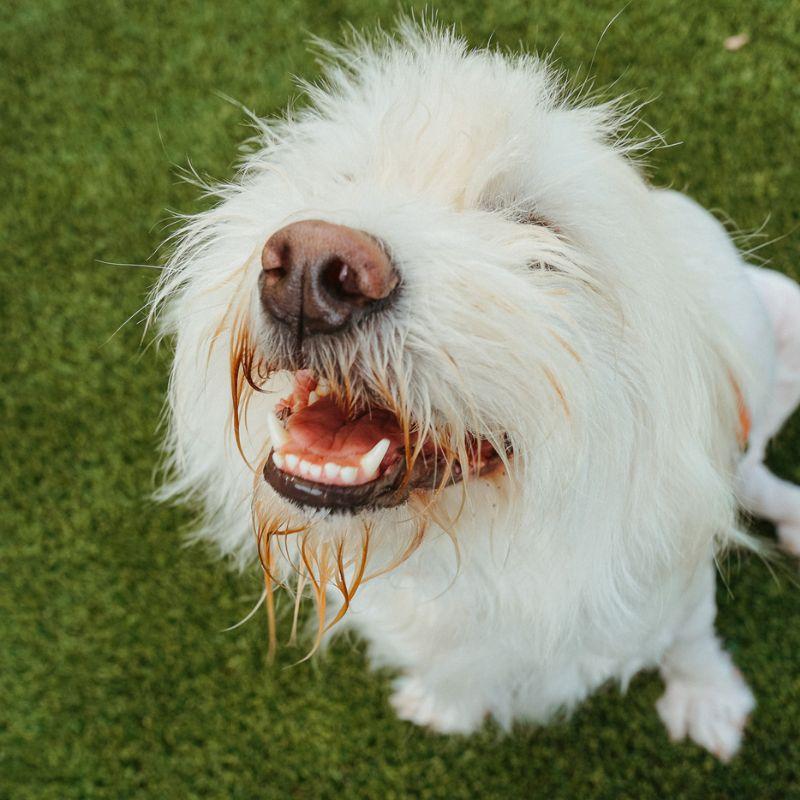 Enlarge Bramble, a ADOPTABLE mixed breed in Jackson, WY image 2/6