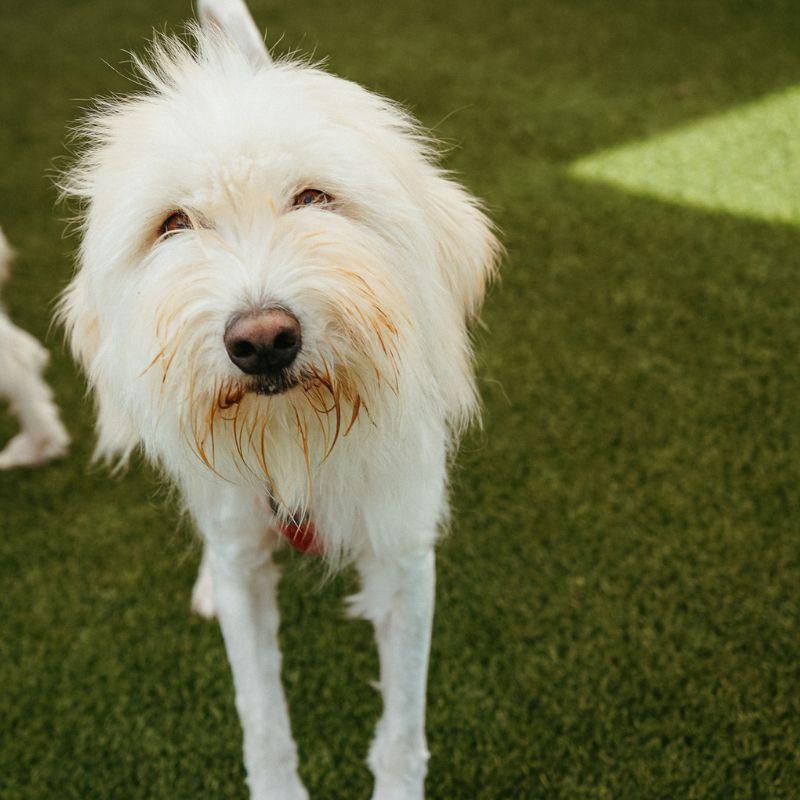 Enlarge Bramble, a ADOPTABLE mixed breed in Jackson, WY image 4/6