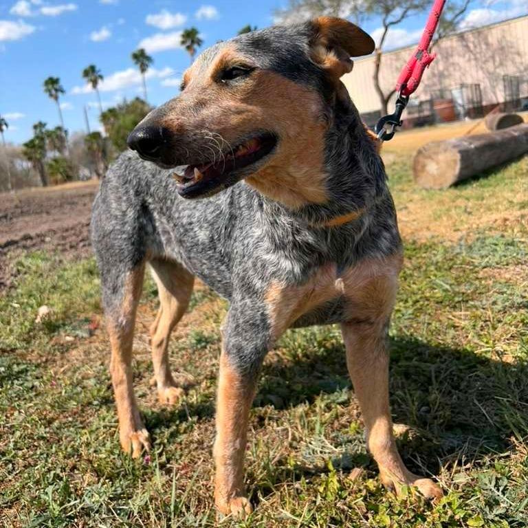Bella, Adoptable, Adult Female Australian Cattle Dog / Blue Heeler.