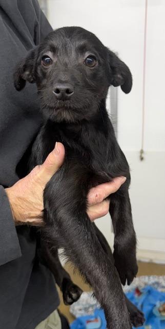 Marg, Adoptable, Puppy Female Mixed Breed.