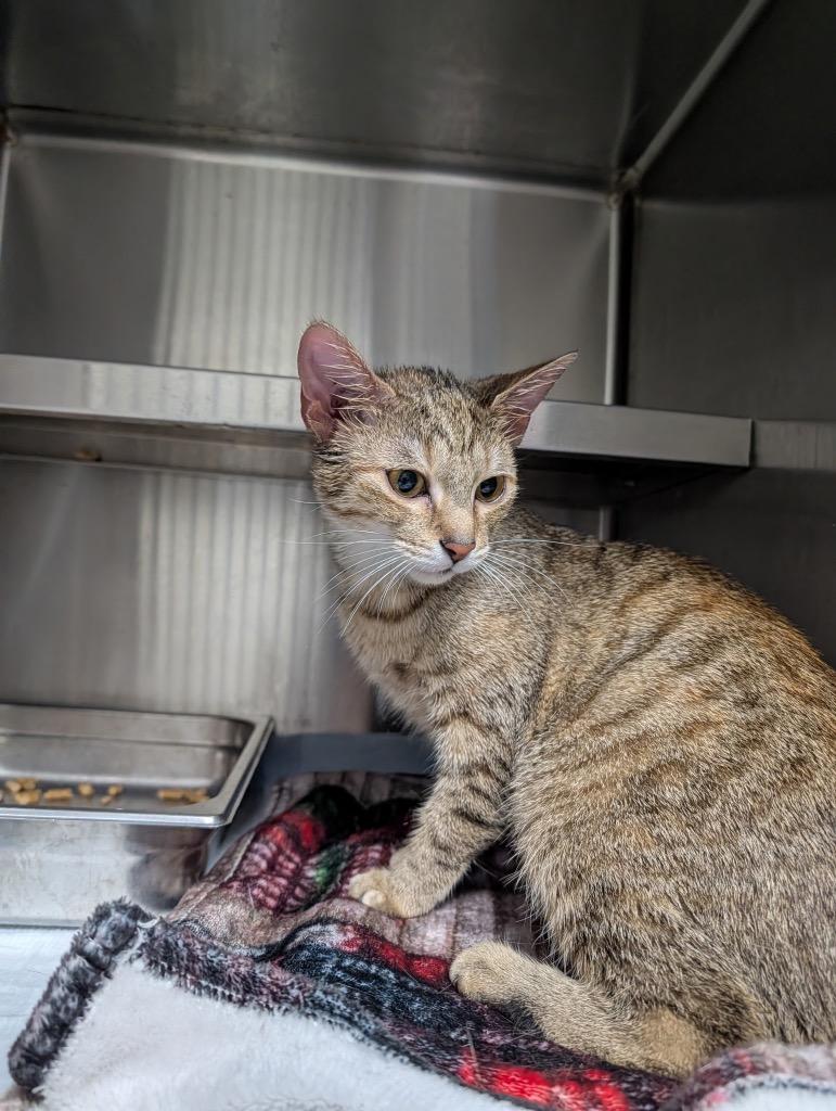 Cannoli, Adoptable, Young Female Domestic Short Hair.